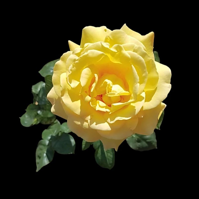 GELBE ROSE