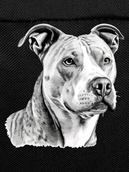 Jack der Pitbull