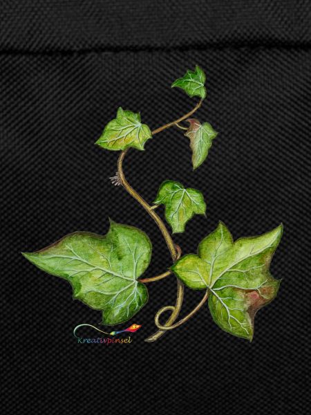 Efeu (Hedera helix)