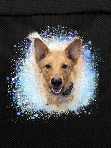 Chinook, dog, graffiti,pink,painting,blue