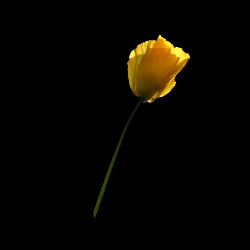 Coquelicot jaune