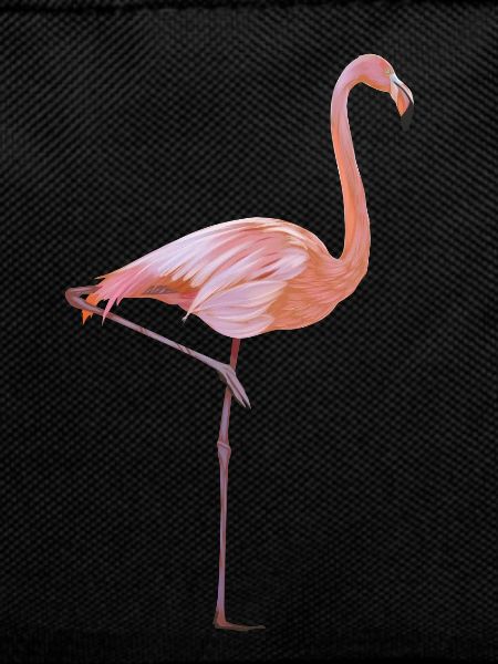 flamingo