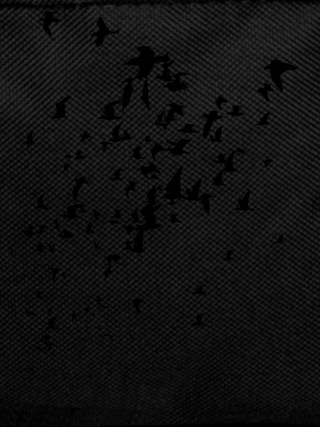 oiseaux
