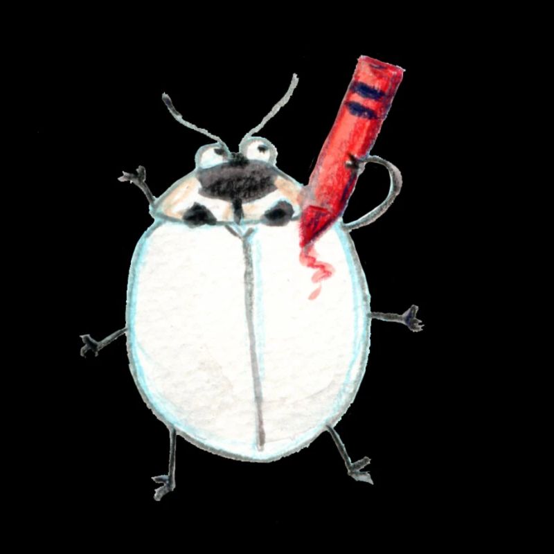 Asian ladybird