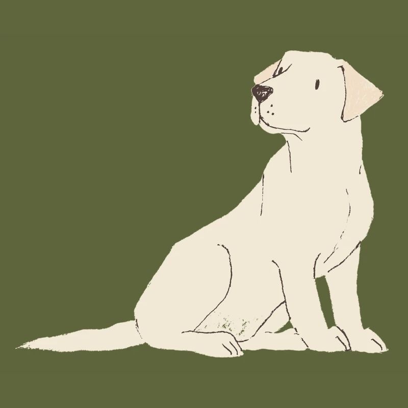 Labrador-Creme