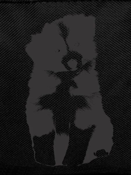 Border Collie Puppy