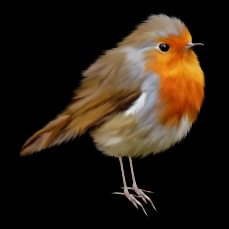 Rotkehlchen Robin
