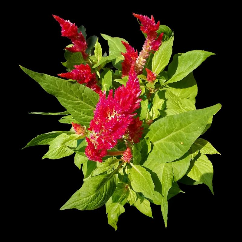 RED CELOSIA