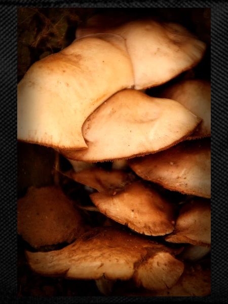 mushroom pattern