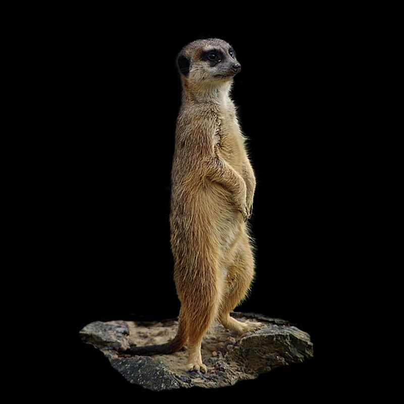Meerkat on a rock