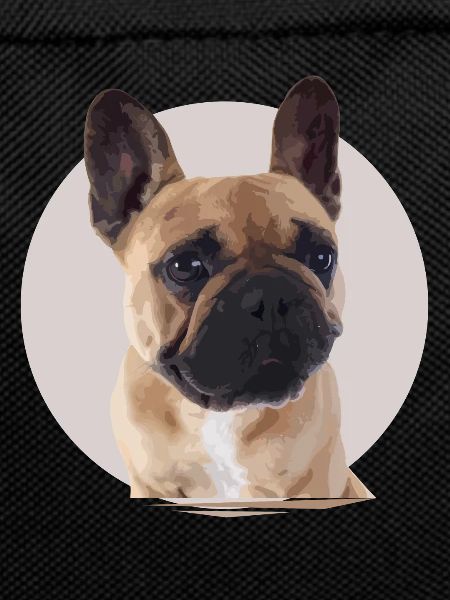 French bulldog