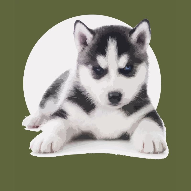 Chiot Husky