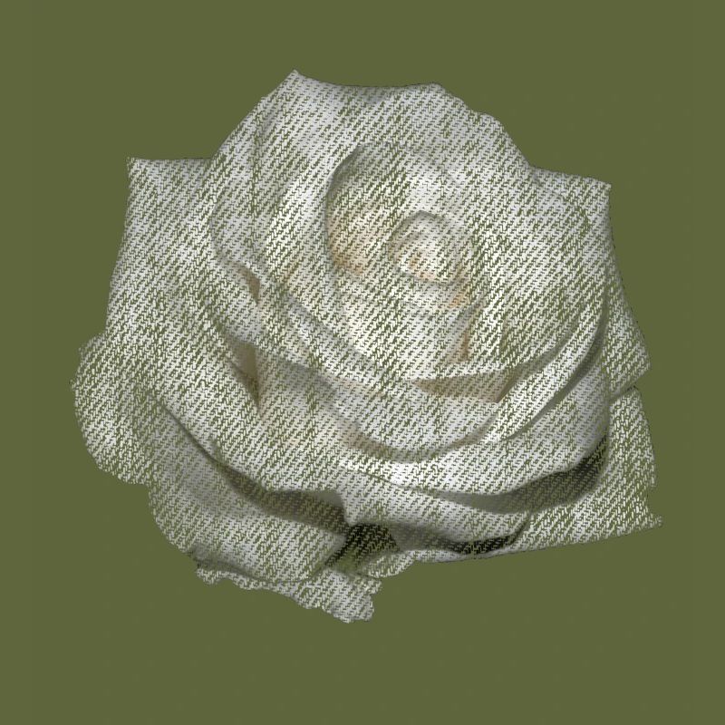 FLOWER White Rose White