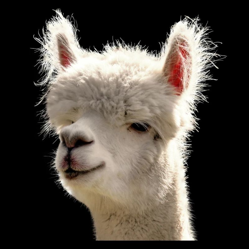 Alpaca Alpaka