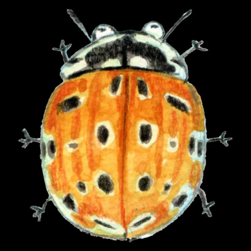 eyespot ladybug