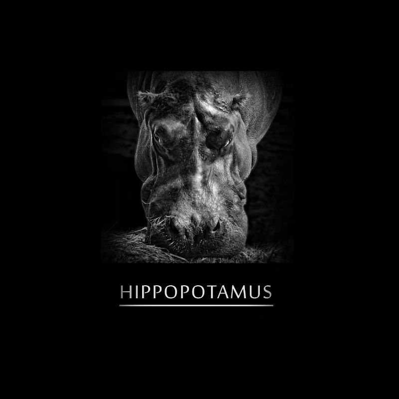 hippopotamus