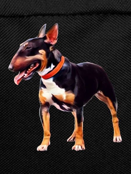 Miniature Bull Terrier