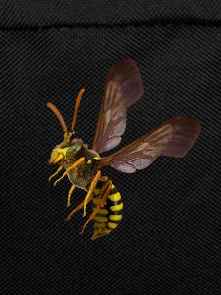 Wasp shirt by CustomStyle
