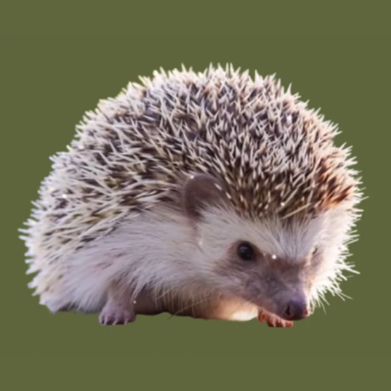Hérisson