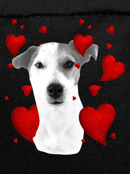 Jack Russell with hearts