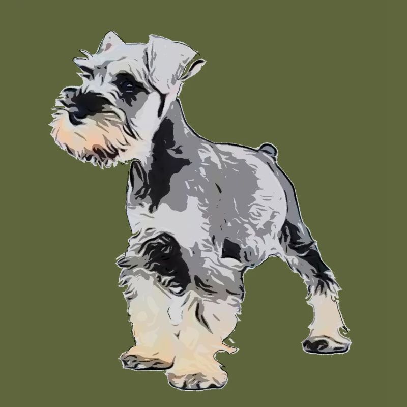 Miniature Schnauzer 1