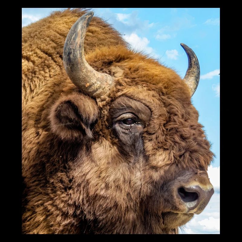 Bison d’europe