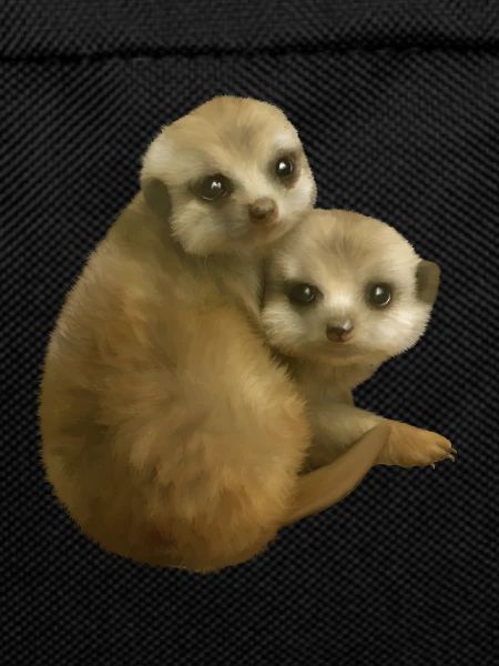 Suricate