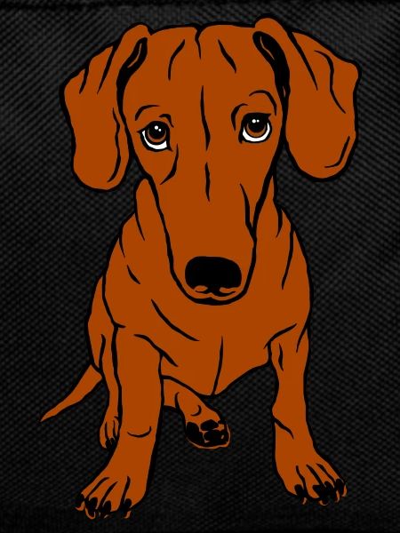 Dachshund, shorthair, whole