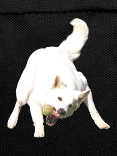 Catch the ball