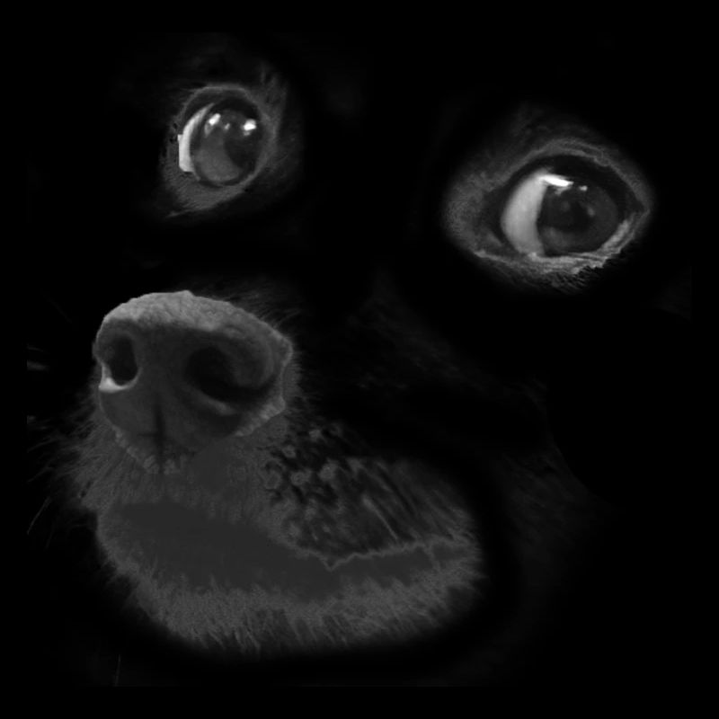 Doge