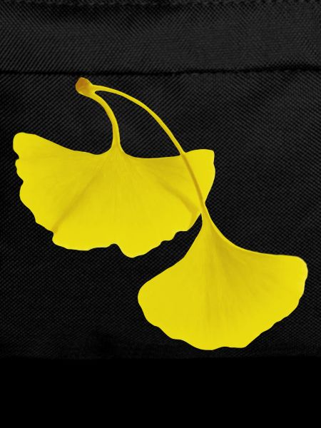 Feuilles de ginko