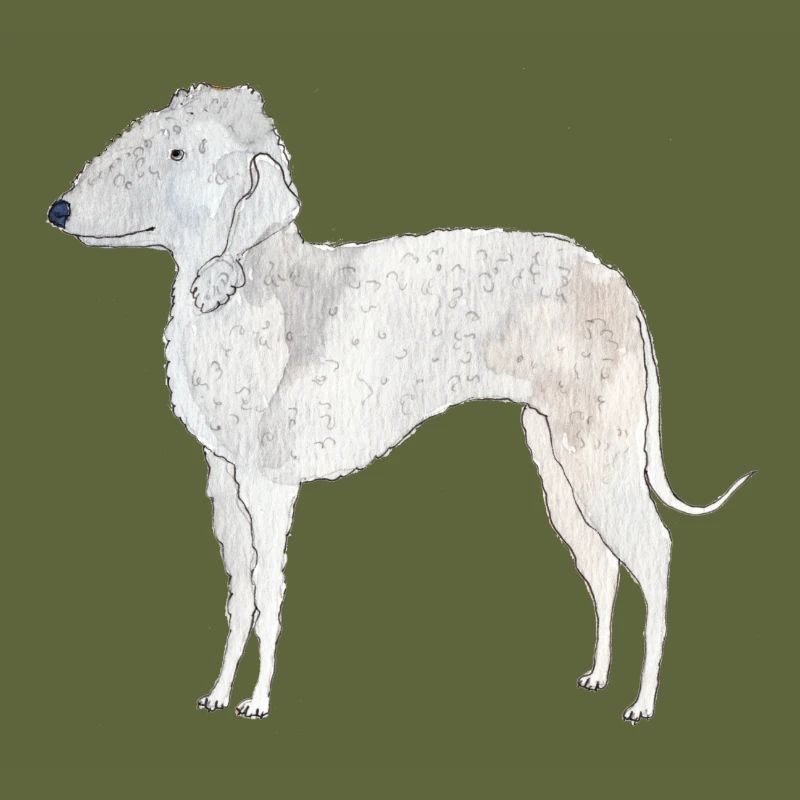 Bedlington Terrier