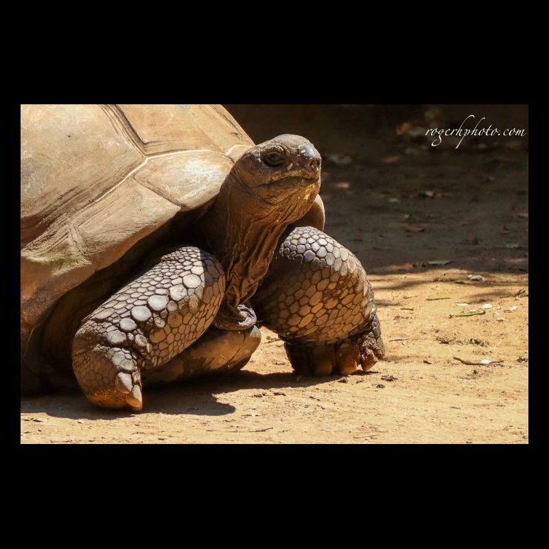 Galapagos Risen Turtle