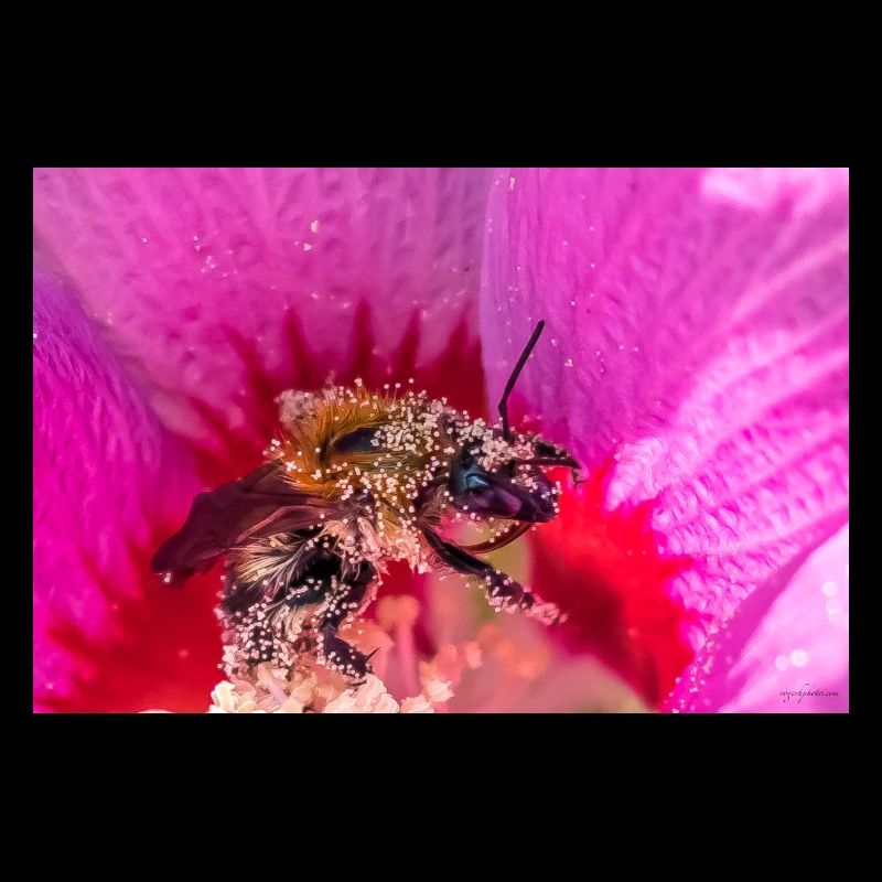 Bumblebee collecting pollen
