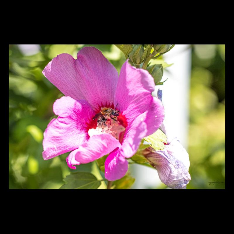 Blume mit Hummel