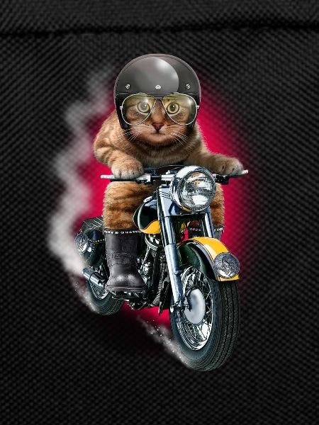 CAT RIDER