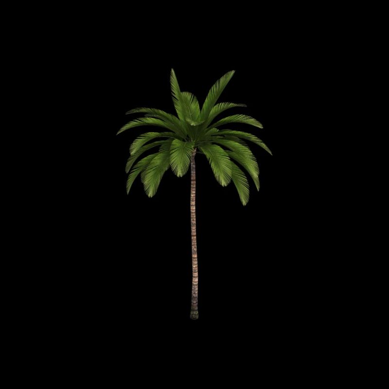 Palm tree