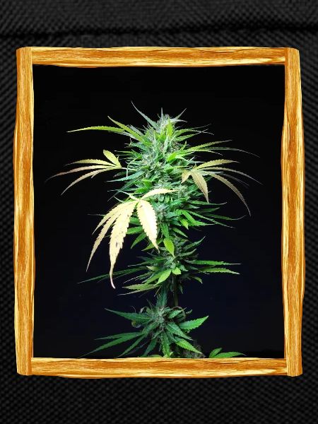 Cannabis plant