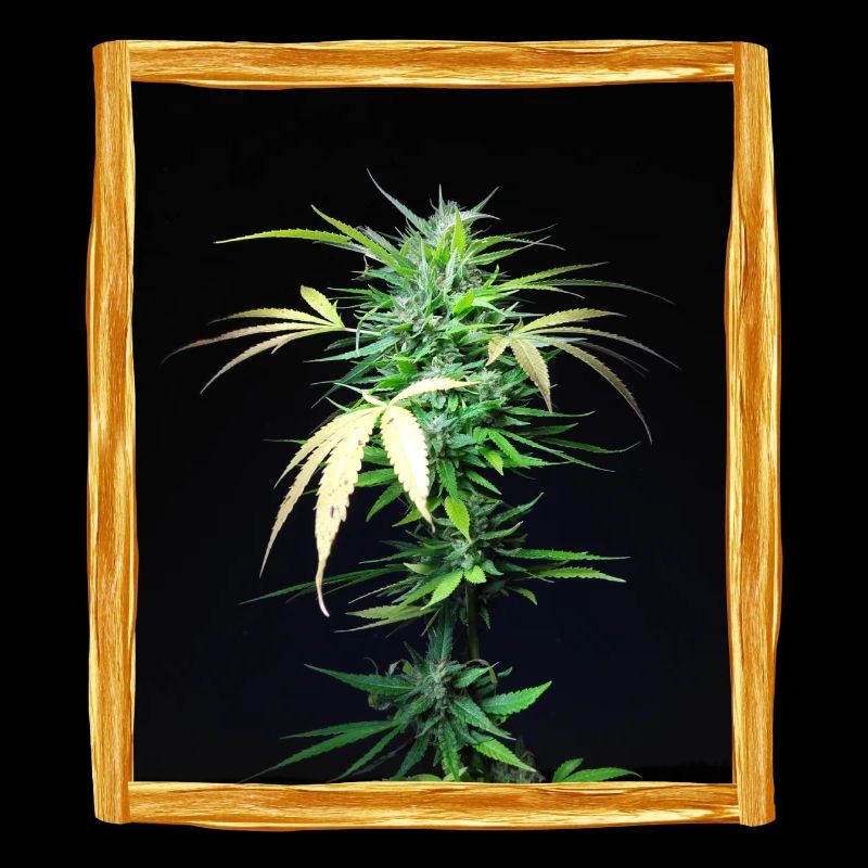 Plante de cannabis