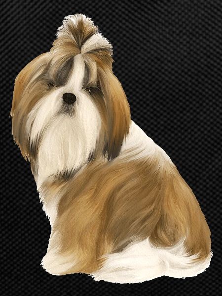 Shih Tzu Dog Brown