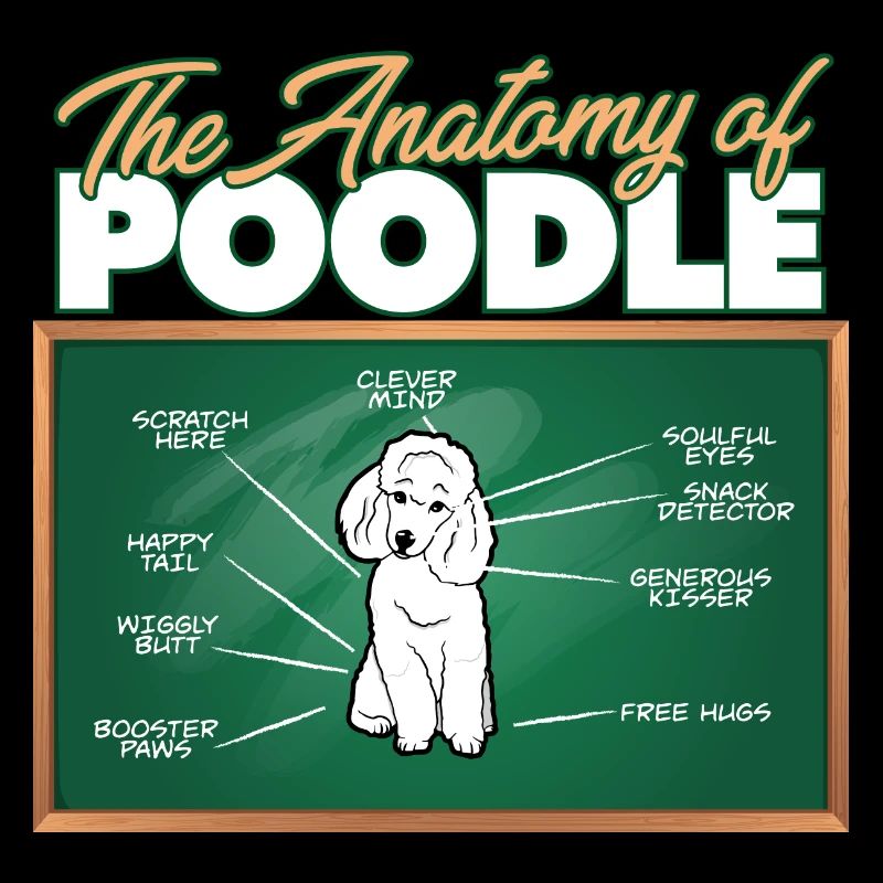Anatomie d’un caniche I Drôle de caniche