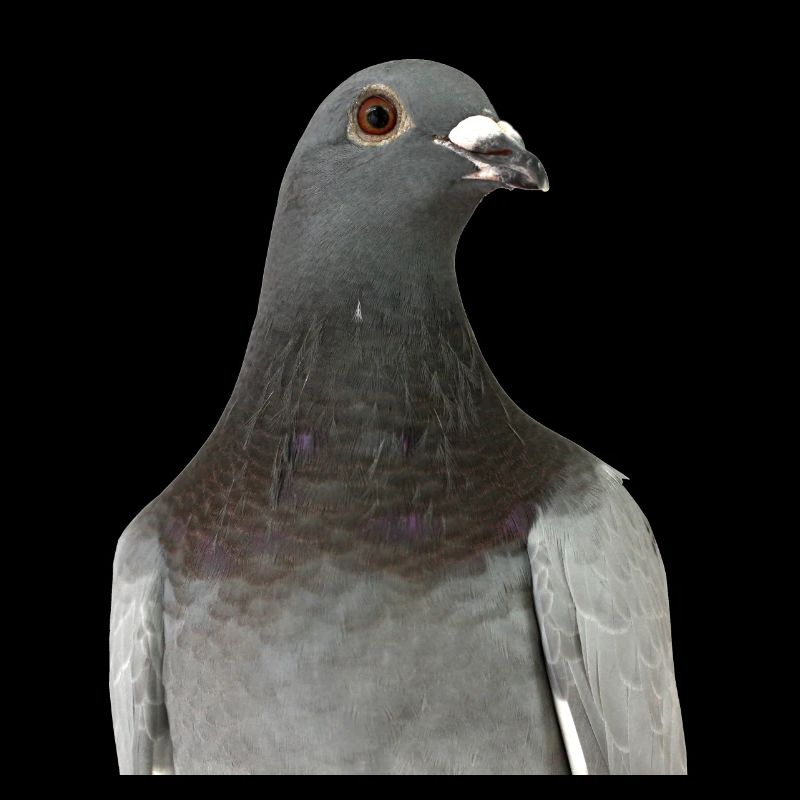 Pigeon
