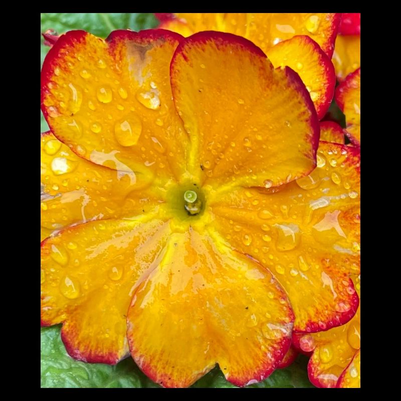 Tolle Blume 2