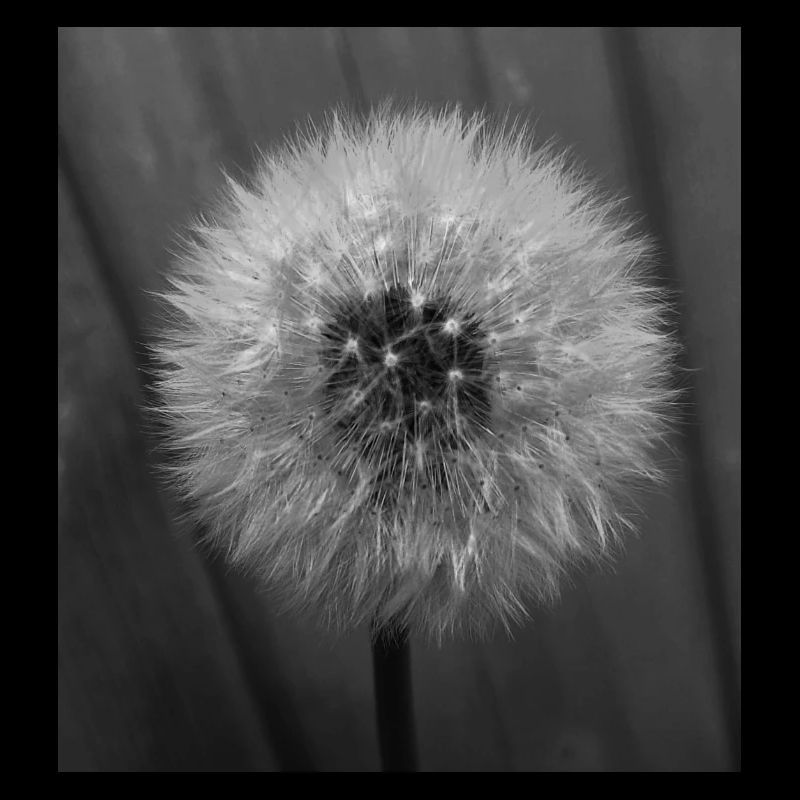 Collection Natur