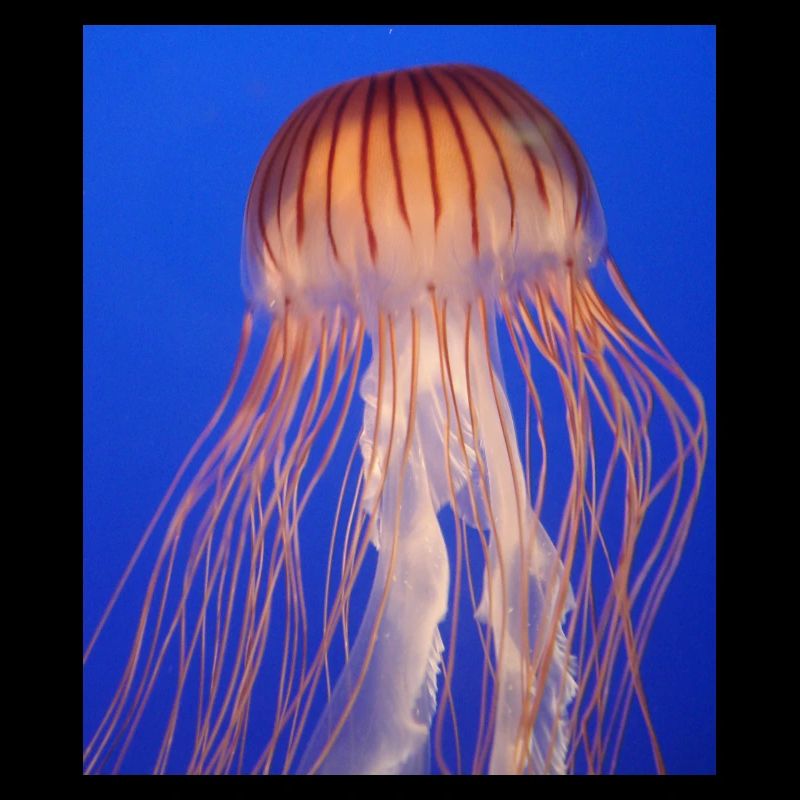 Jellyfish