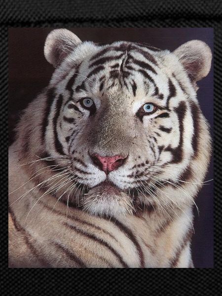 tigre blanc