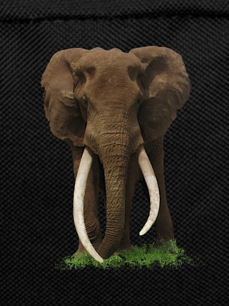 Elephant - Kenya - Africa