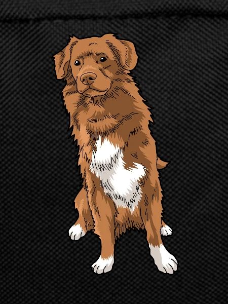 Nova Scotia Duck Tolling Retriever