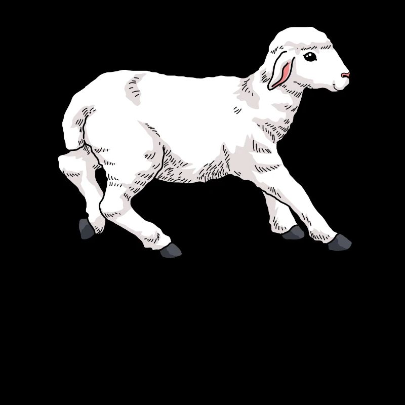 Young sheep lamb