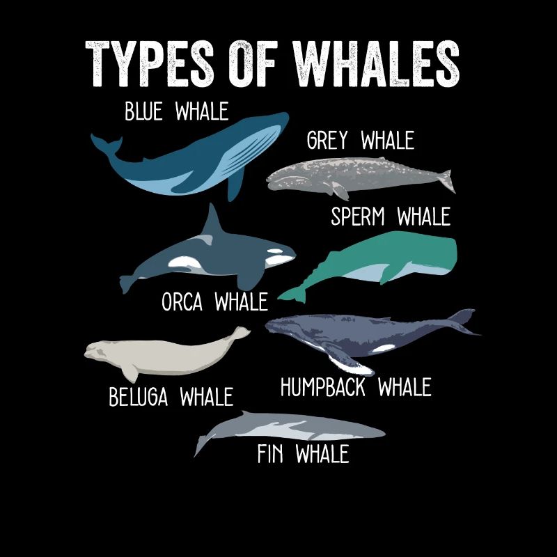 Types de baleines Mammifères marins mignons